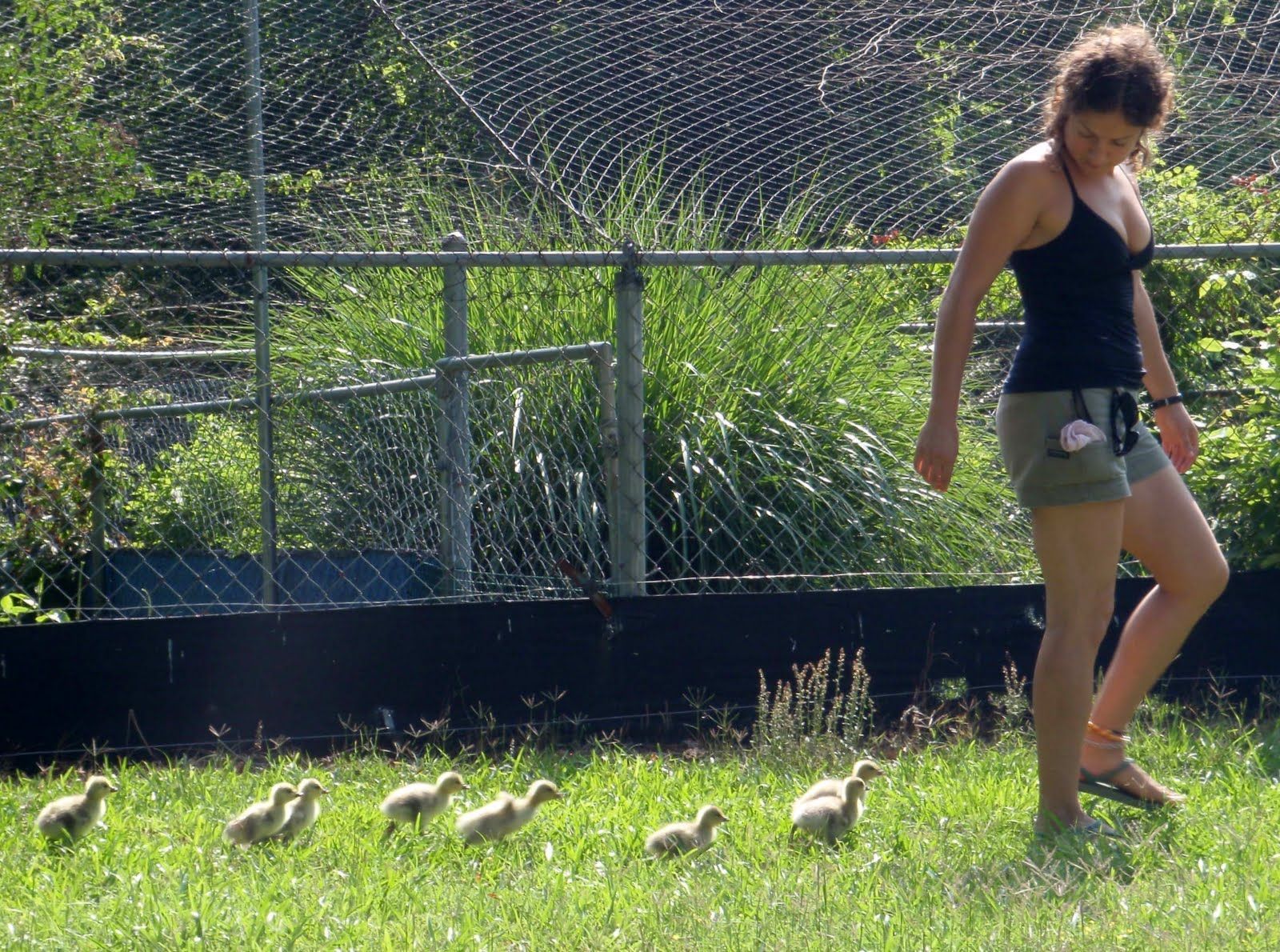 Researcher Jessica Meir is followed by goslings that have imprinted on her.
